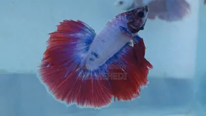 Bred Betta Fish (Quality Full)