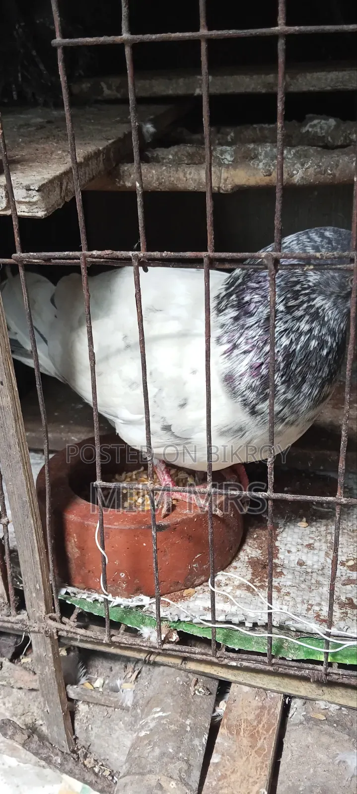 Giribaj Pigeon