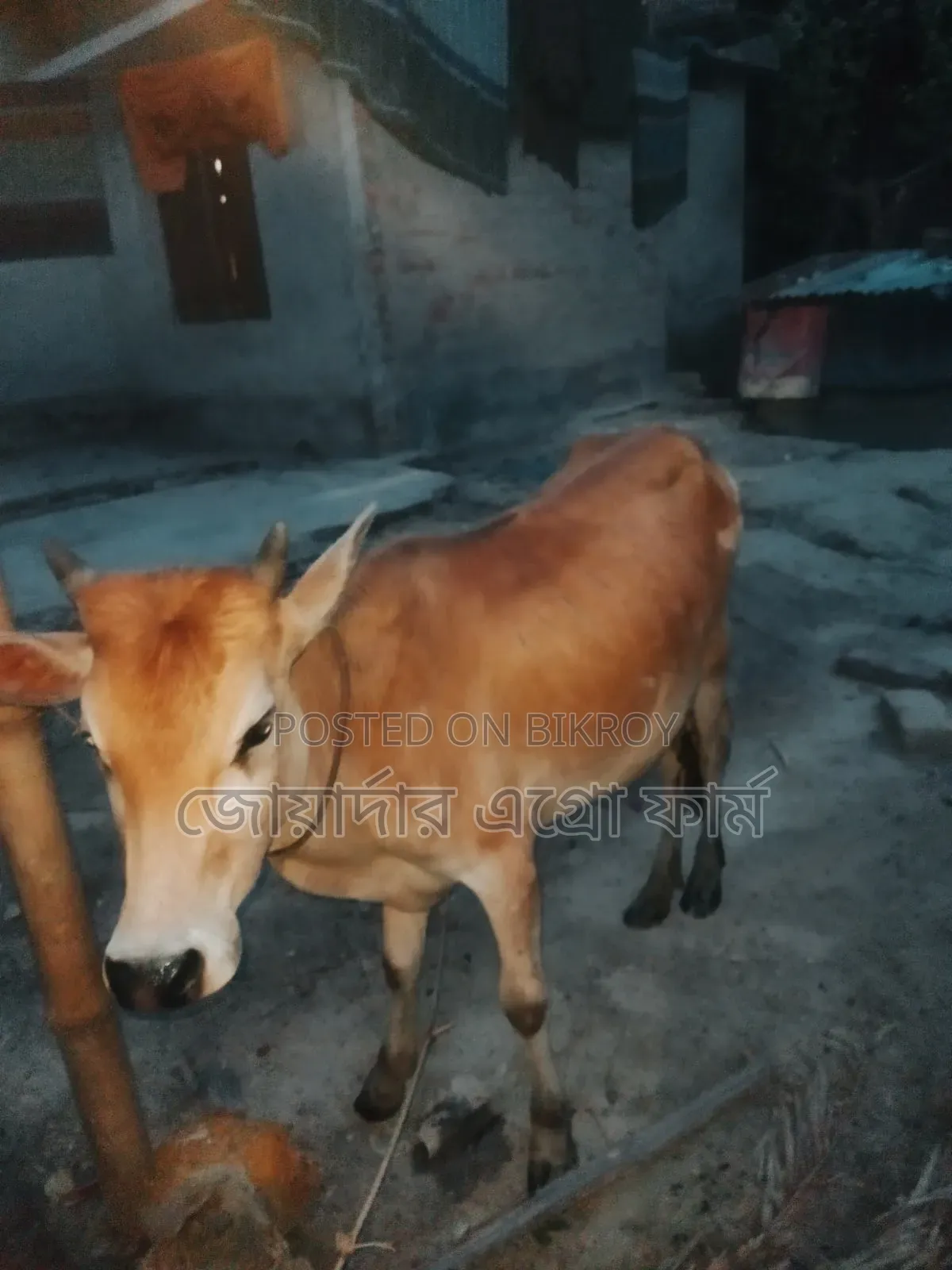 Healthy and Strong Small Cow for Qurbani at an Affordable Price