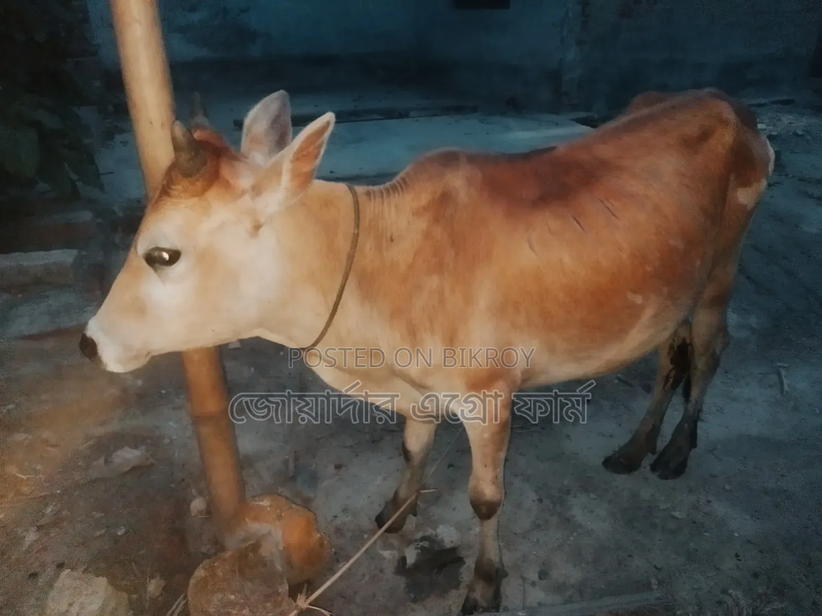 Healthy and Strong Small Cow for Qurbani at an Affordable Price