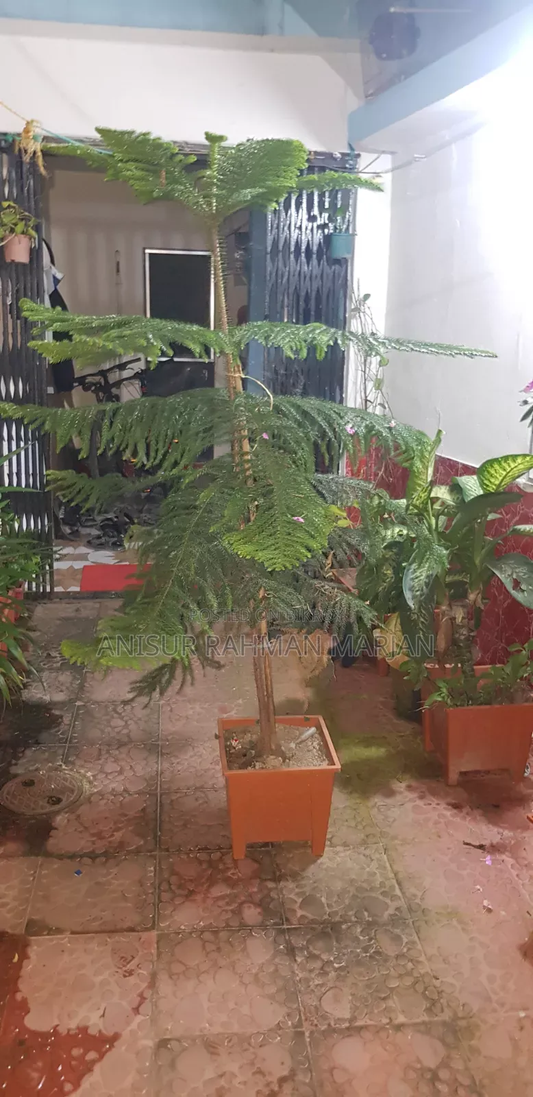 Christmas Tree for Sale