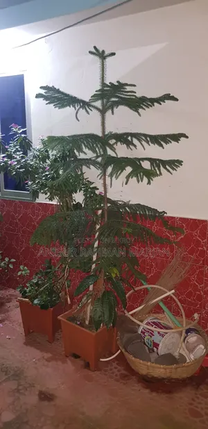 Christmas Tree for Sale