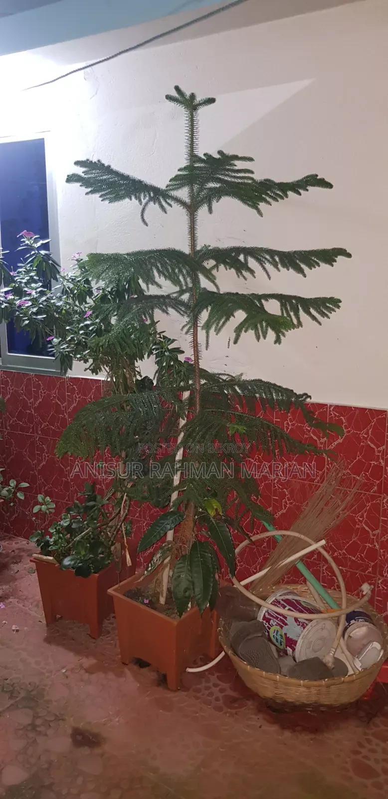 Christmas Tree for Sale