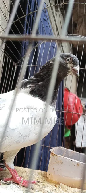 Giribaj Pigeon