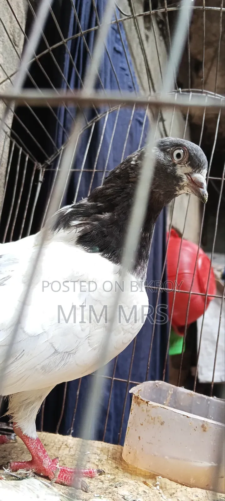 Giribaj Pigeon