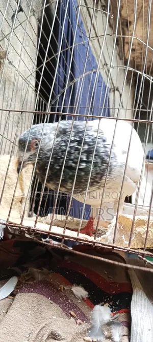 Giribaj Pigeon