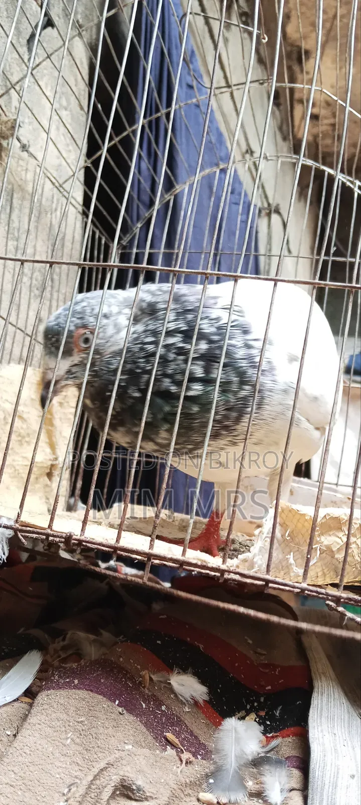 Giribaj Pigeon