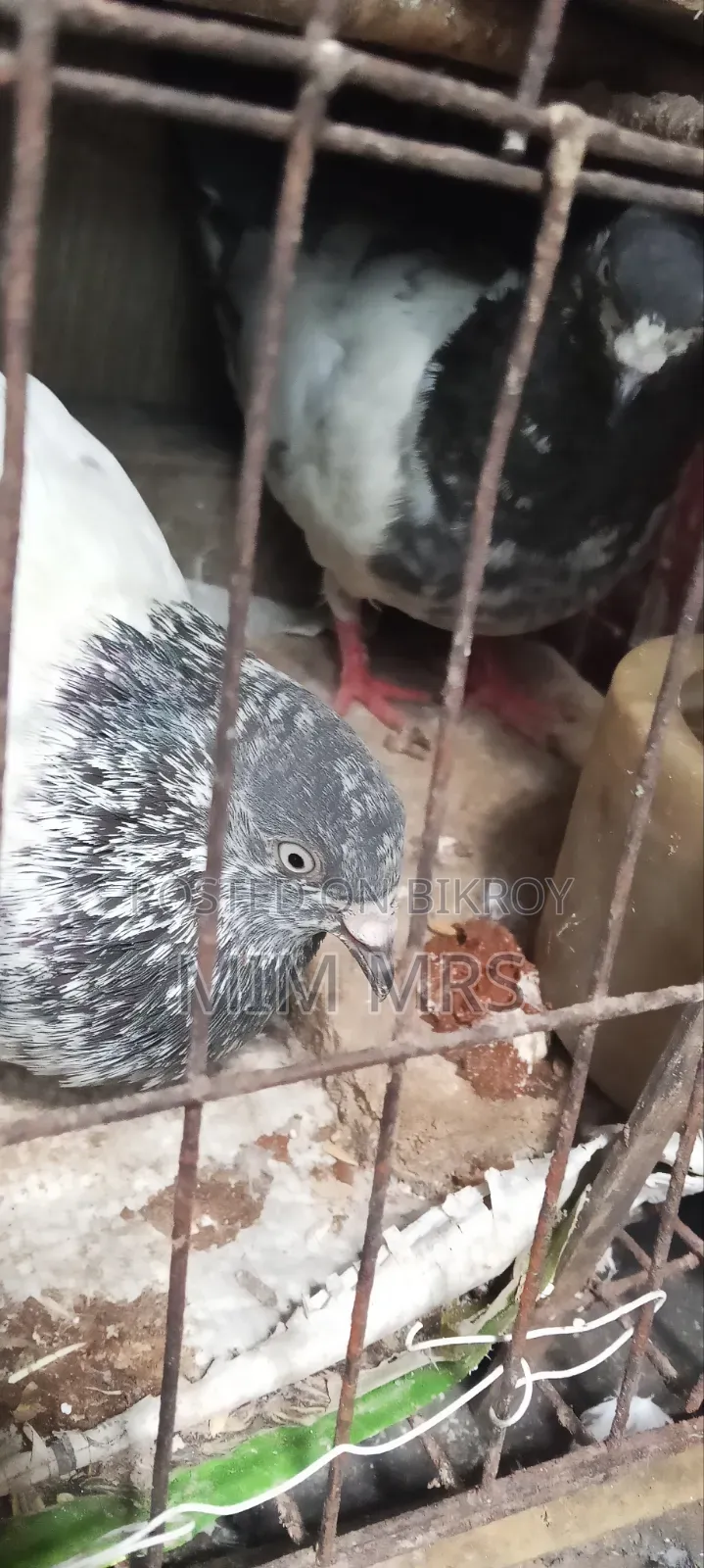 Giribaj Pigeon