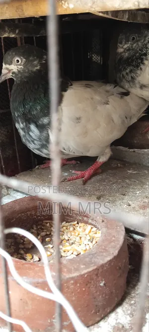 Giribaj Pigeon