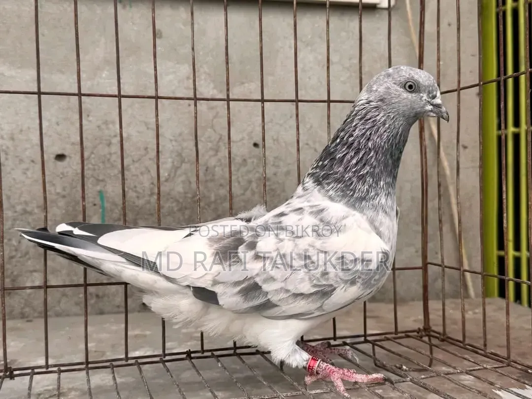 Giribaz Pigeon
