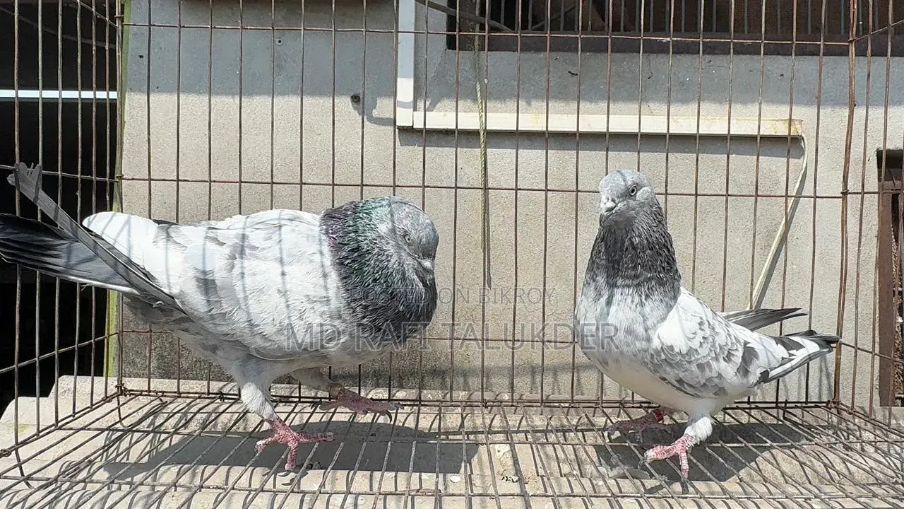 Giribaz Pigeon