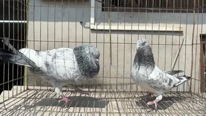 Giribaz Pigeon
