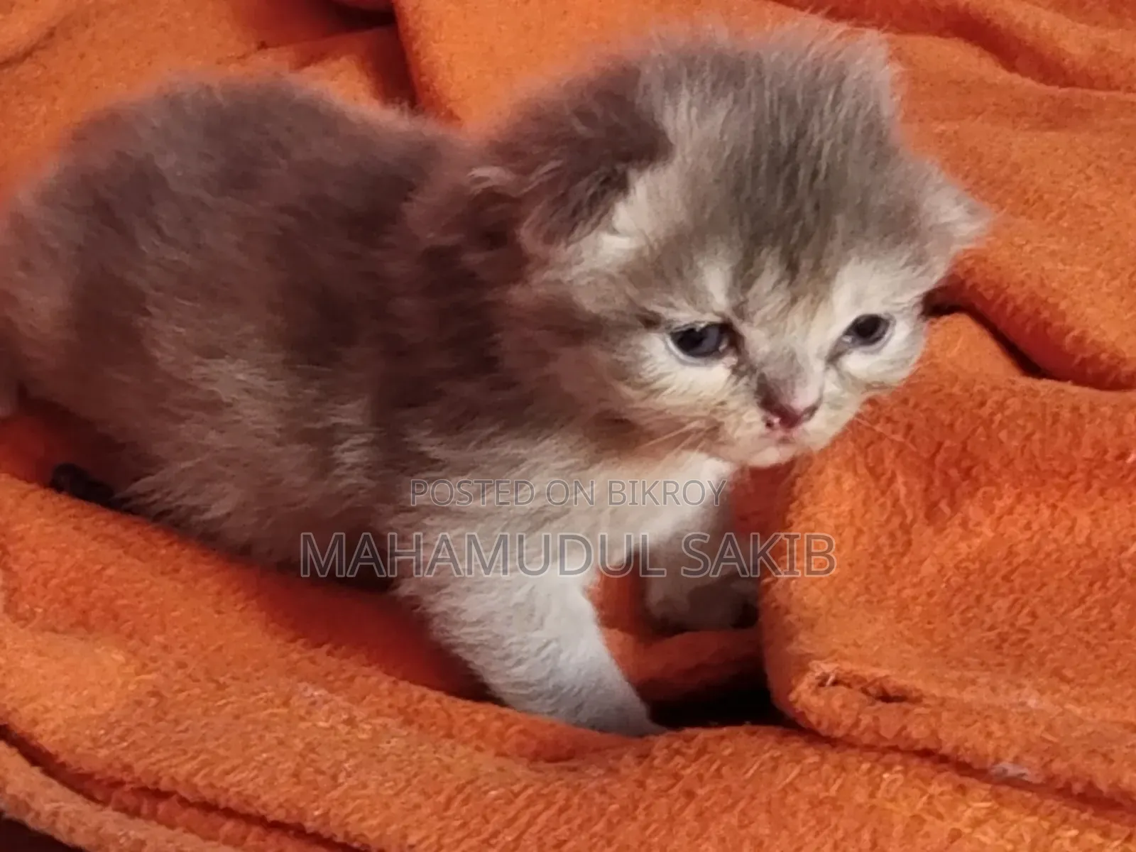 0-1 Month Female Purebred Persian