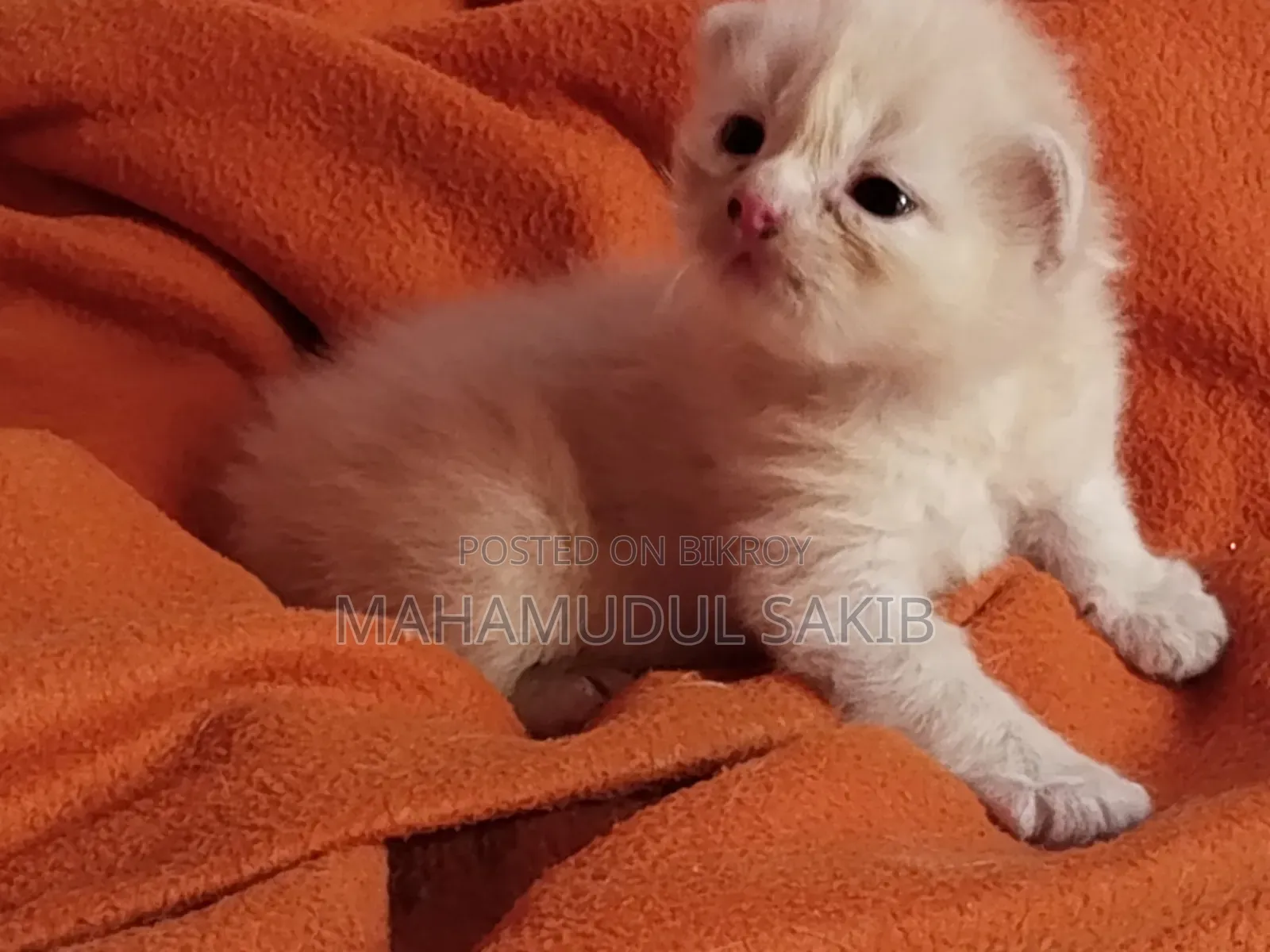0-1 Month Female Purebred Persian