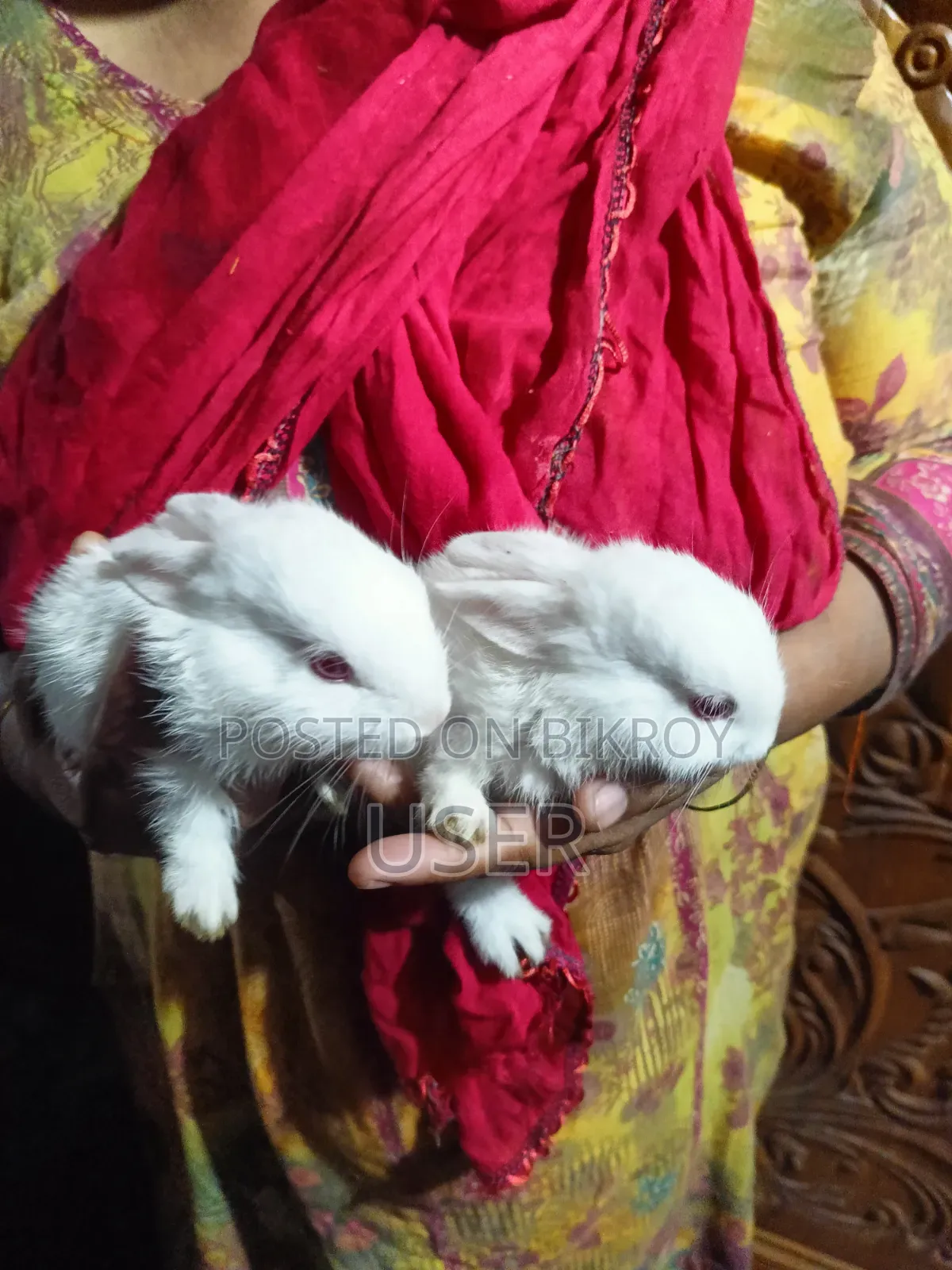 Rabbit Couple