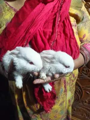 Rabbit Couple