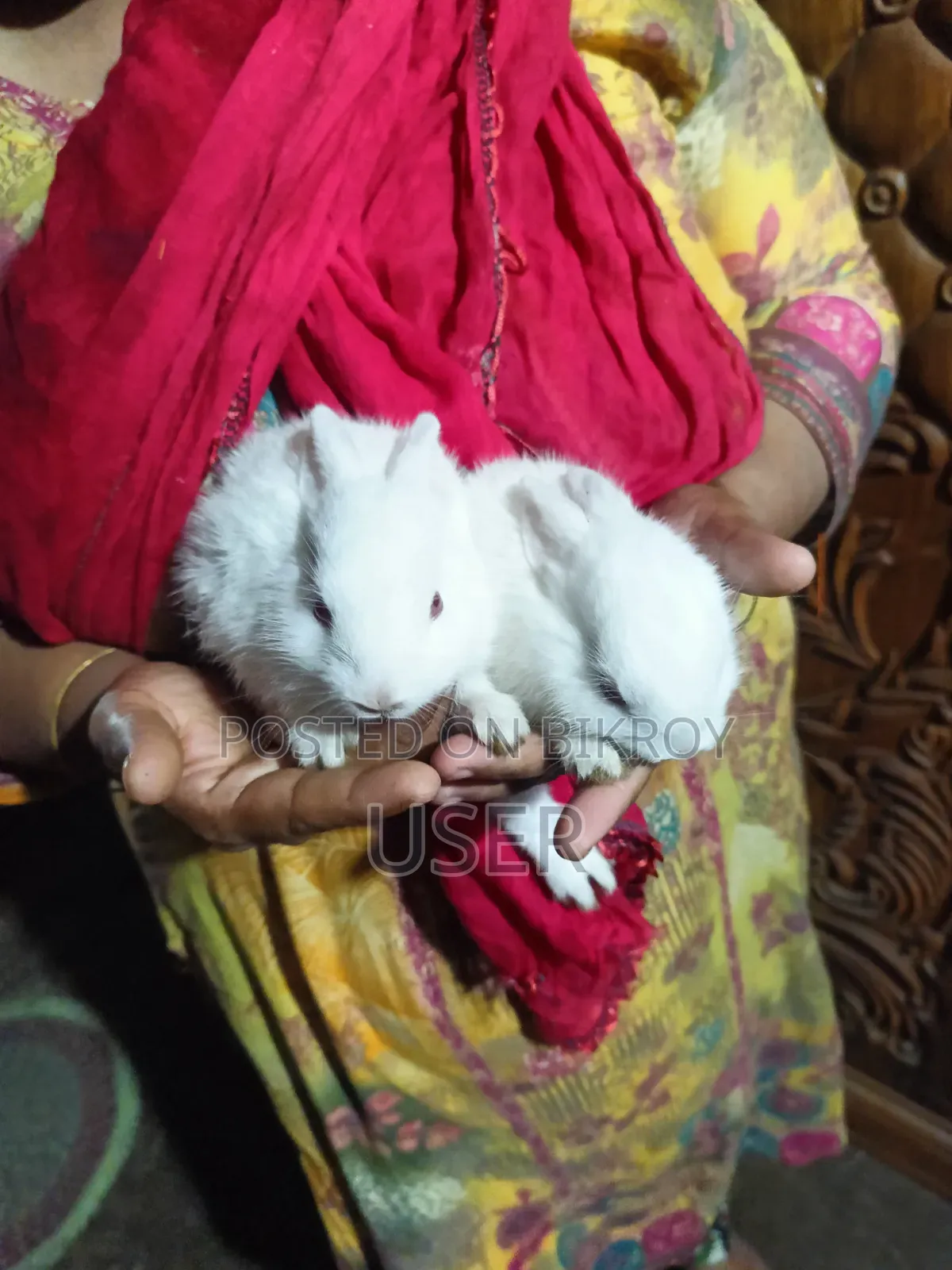 Rabbit Couple