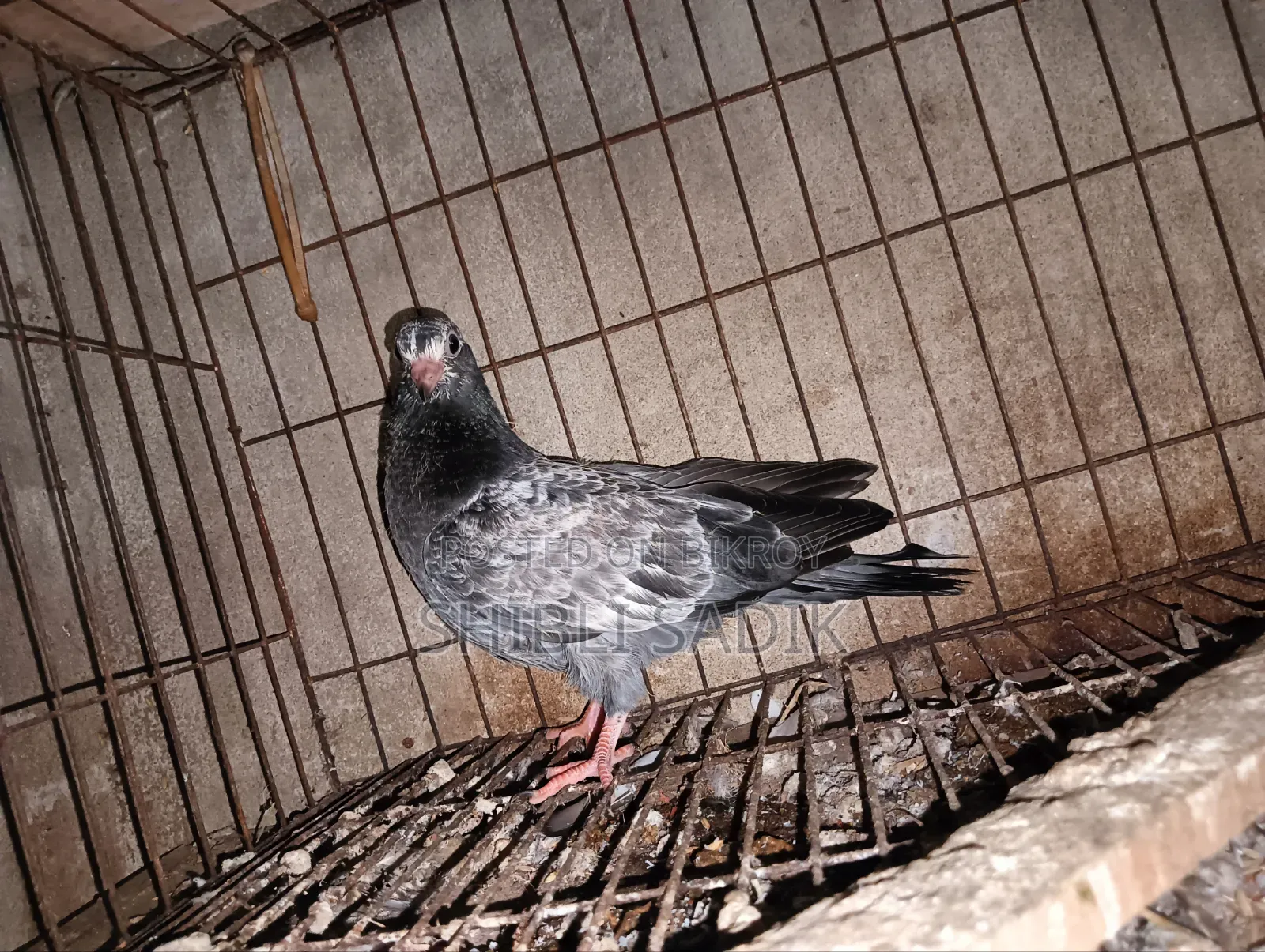 Silver Giribaz Pigeon