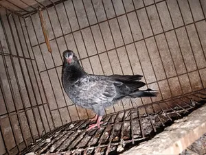 Silver Giribaz Pigeon