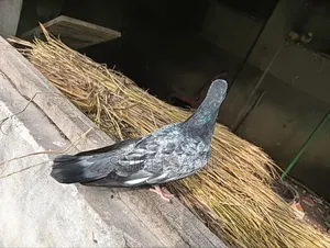 Silver Giribaz Pigeon