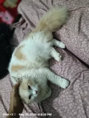 ৬-১২ মাস বয়সী পুরুষ পিওরব্রেড পার্সিয়ান