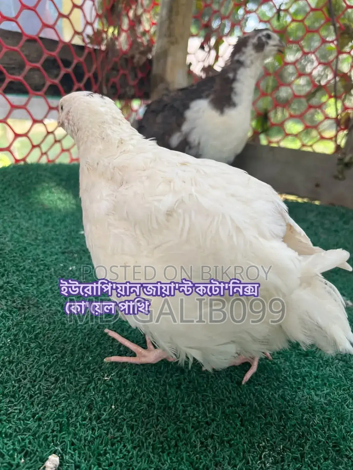 European Coturnix Quail