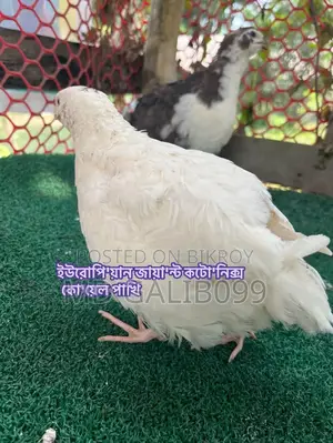 European Coturnix Quail