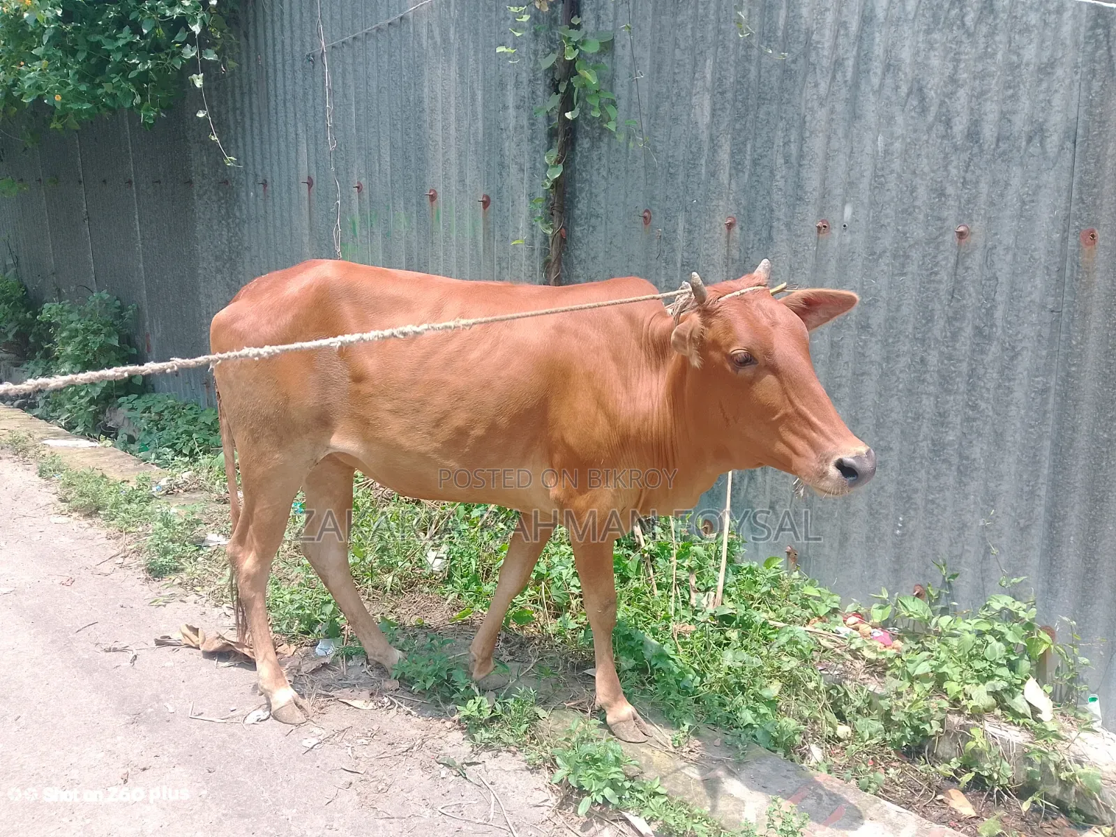 Local breed red cow for sale