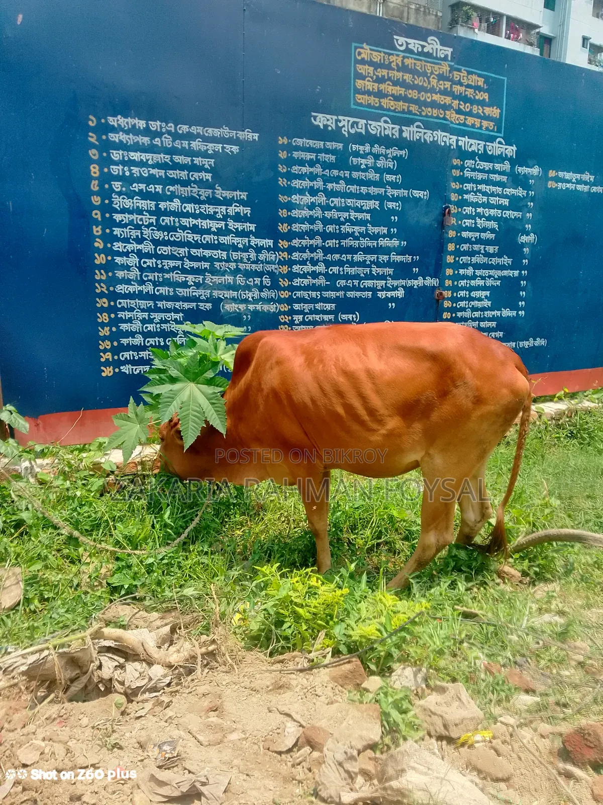 Local breed red cow for sale