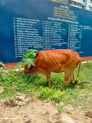 Local breed red cow for sale