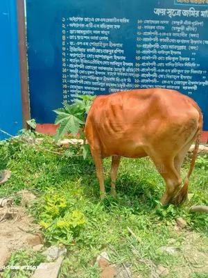 Local breed red cow for sale