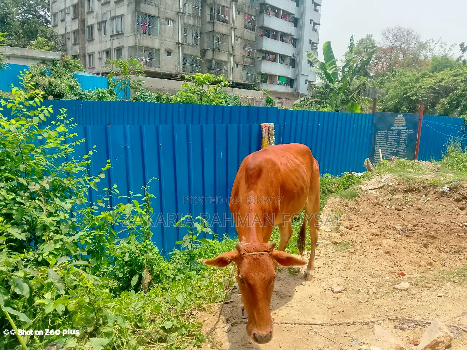 Local breed red cow for sale
