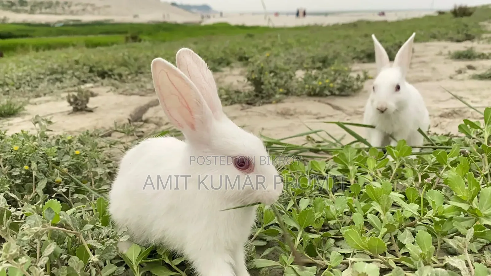 Two rabbits for sale