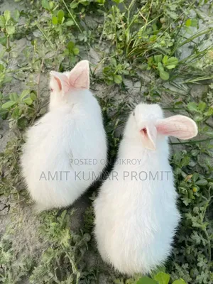 Two rabbits for sale