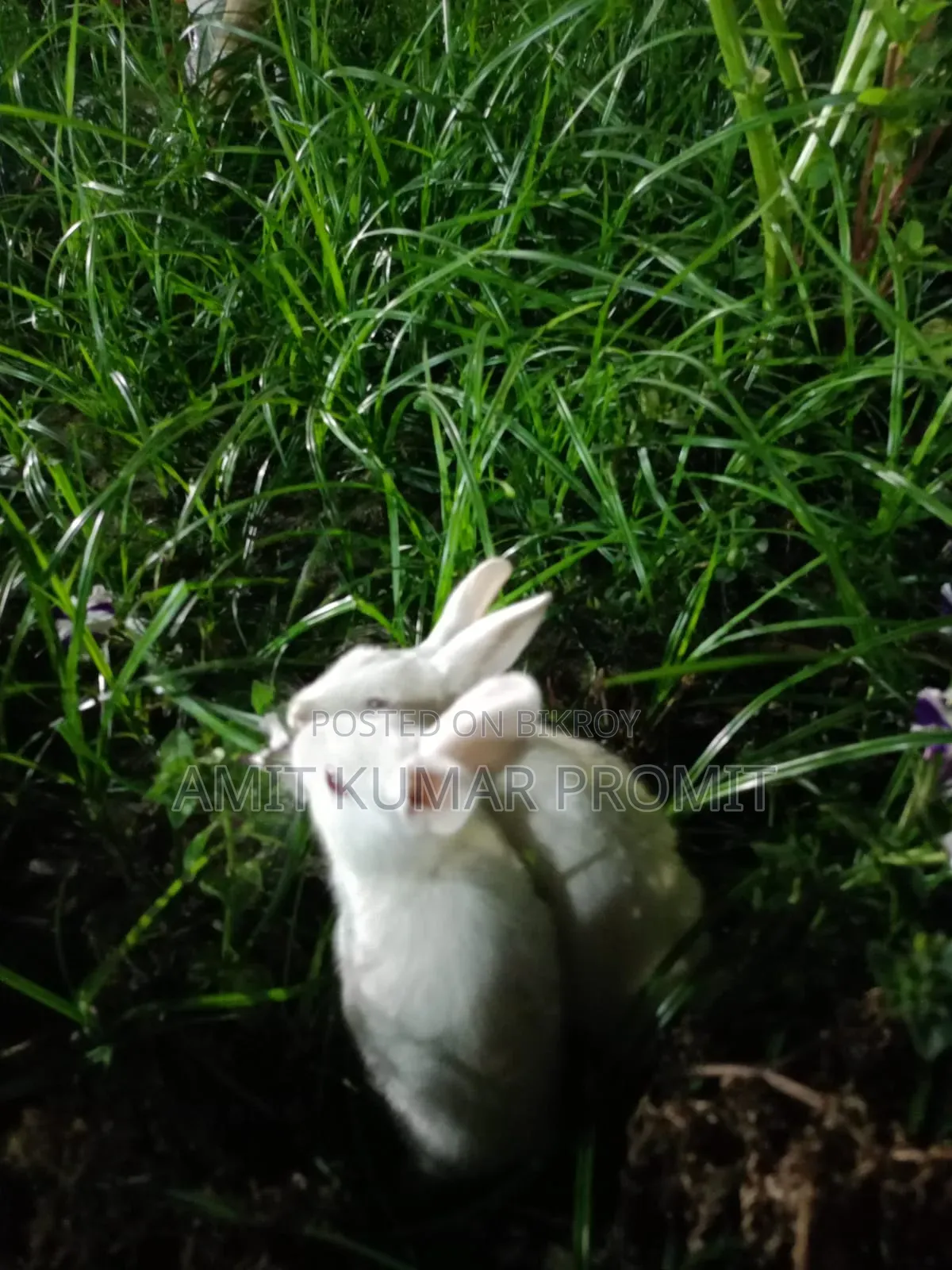 Two rabbits for sale
