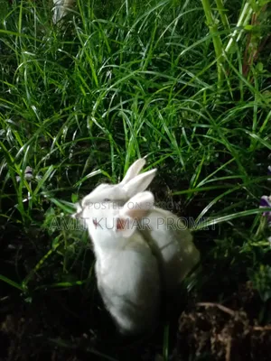 Two rabbits for sale