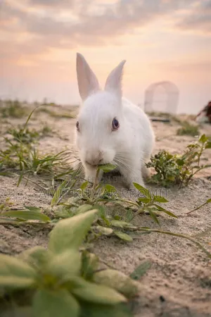 Two rabbits for sale
