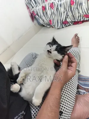 1-3 Months Female Mixed Breed Persian
