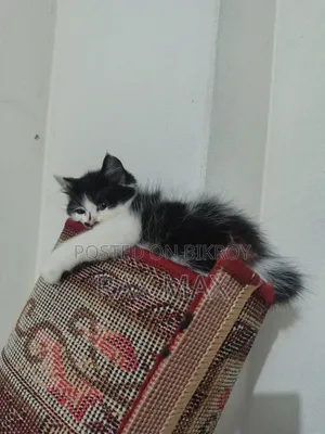 1-3 Months Female Mixed Breed Persian