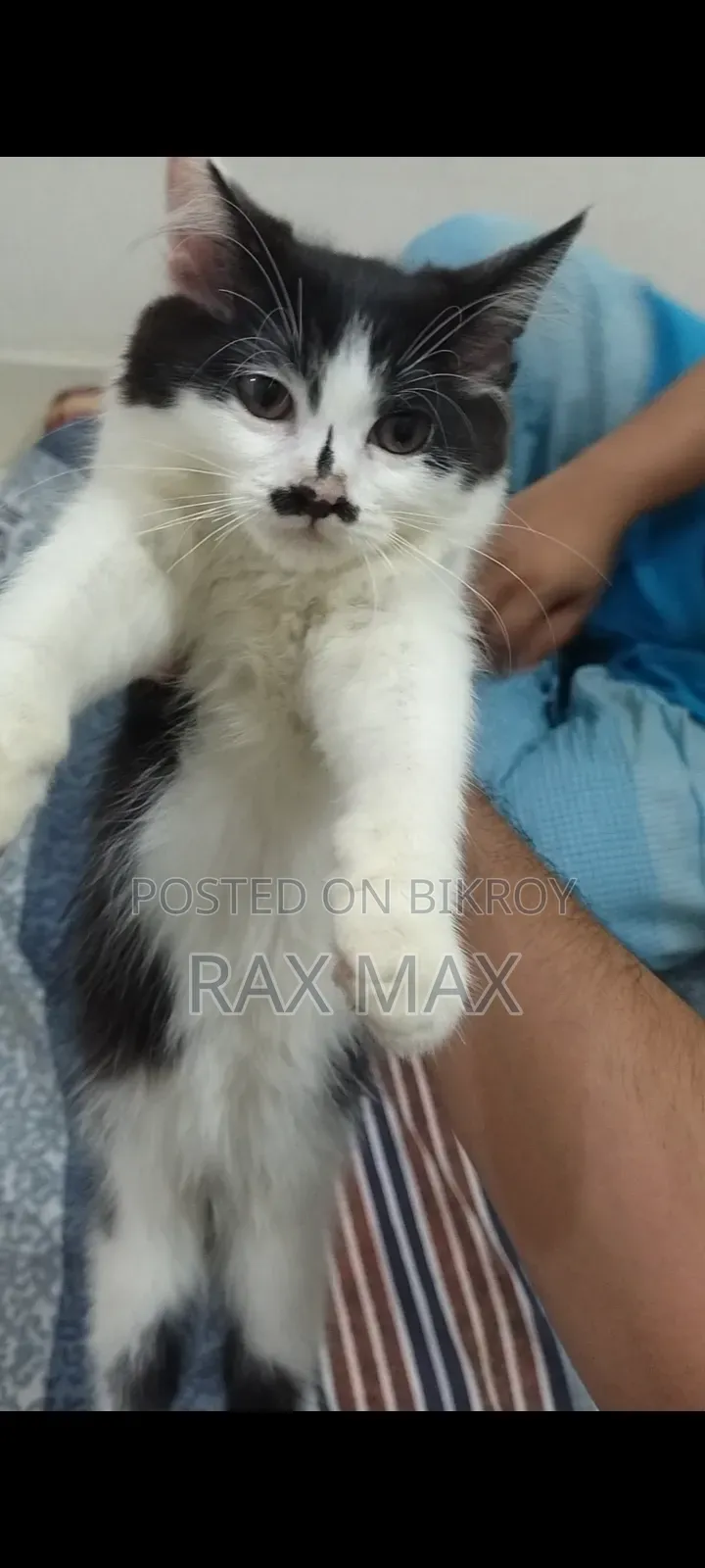 1-3 Months Female Mixed Breed Persian