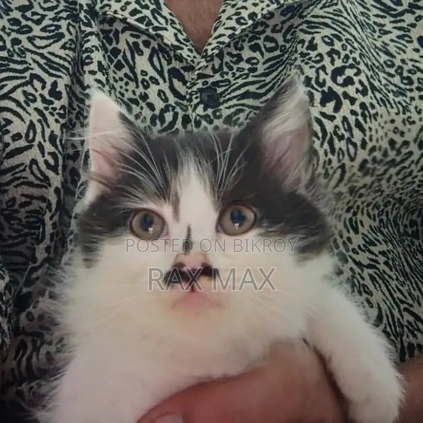 1-3 Months Female Mixed Breed Persian
