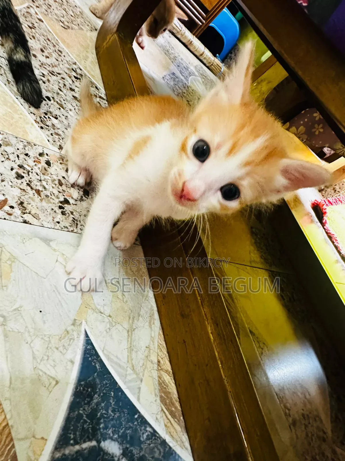 1-3 Months Male Purebred Bengal
