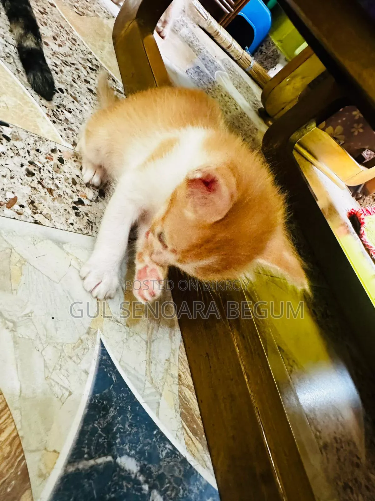 1-3 Months Male Purebred Bengal