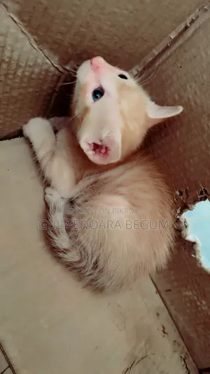 1-3 Months Male Purebred Bengal