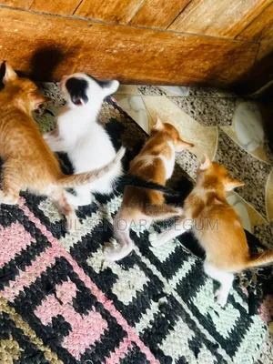 1-3 Months Male Purebred Bengal