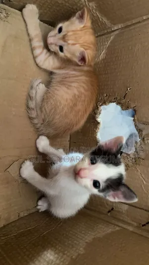 1-3 Months Male Purebred Bengal