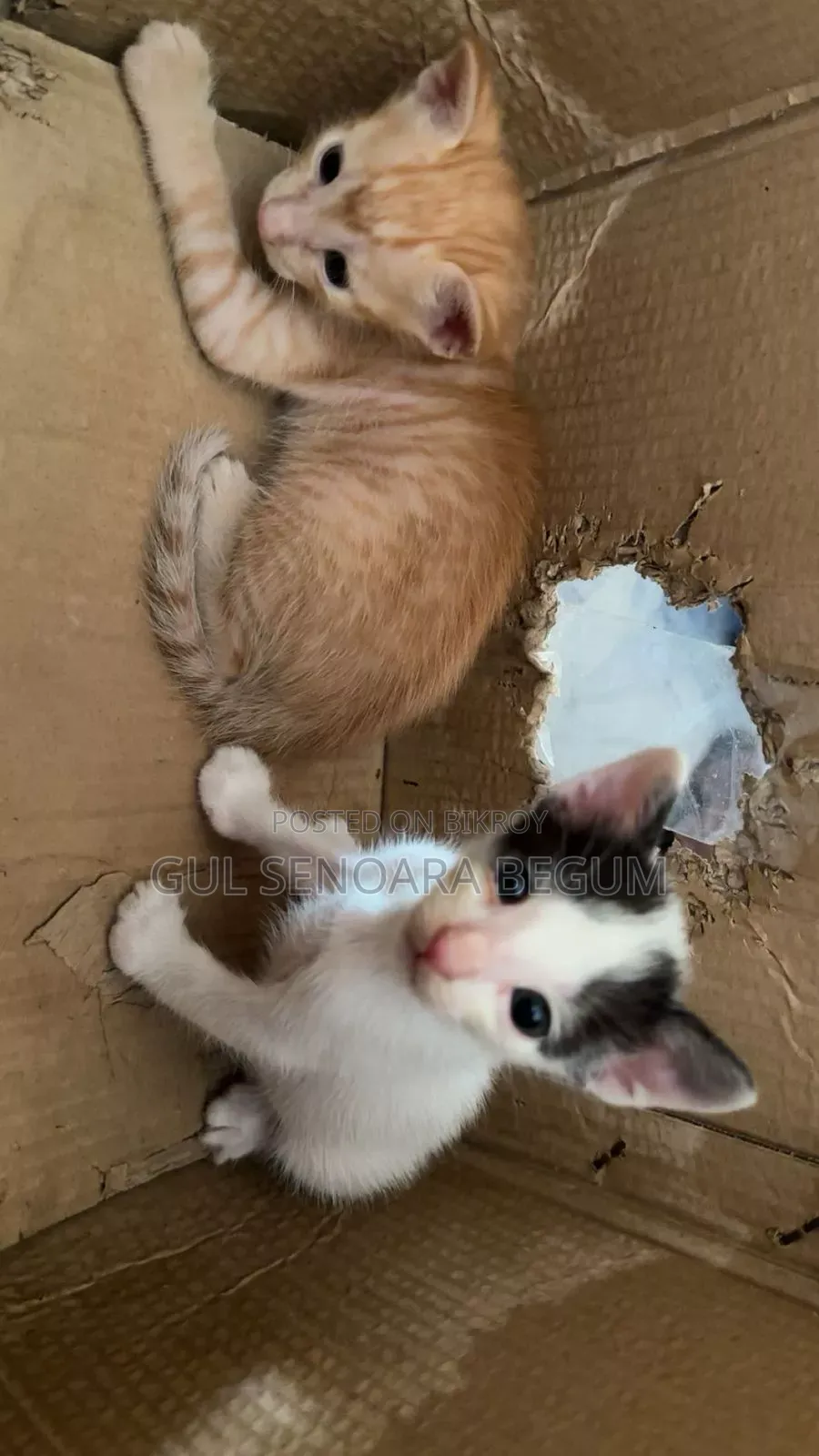 1-3 Months Male Purebred Bengal