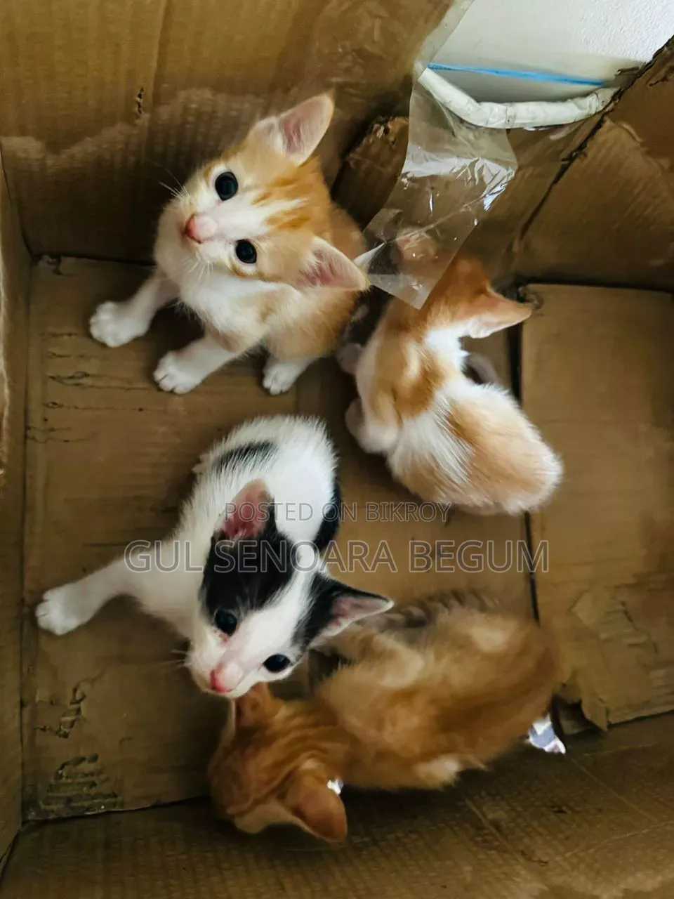 1-3 Months Male Purebred Bengal
