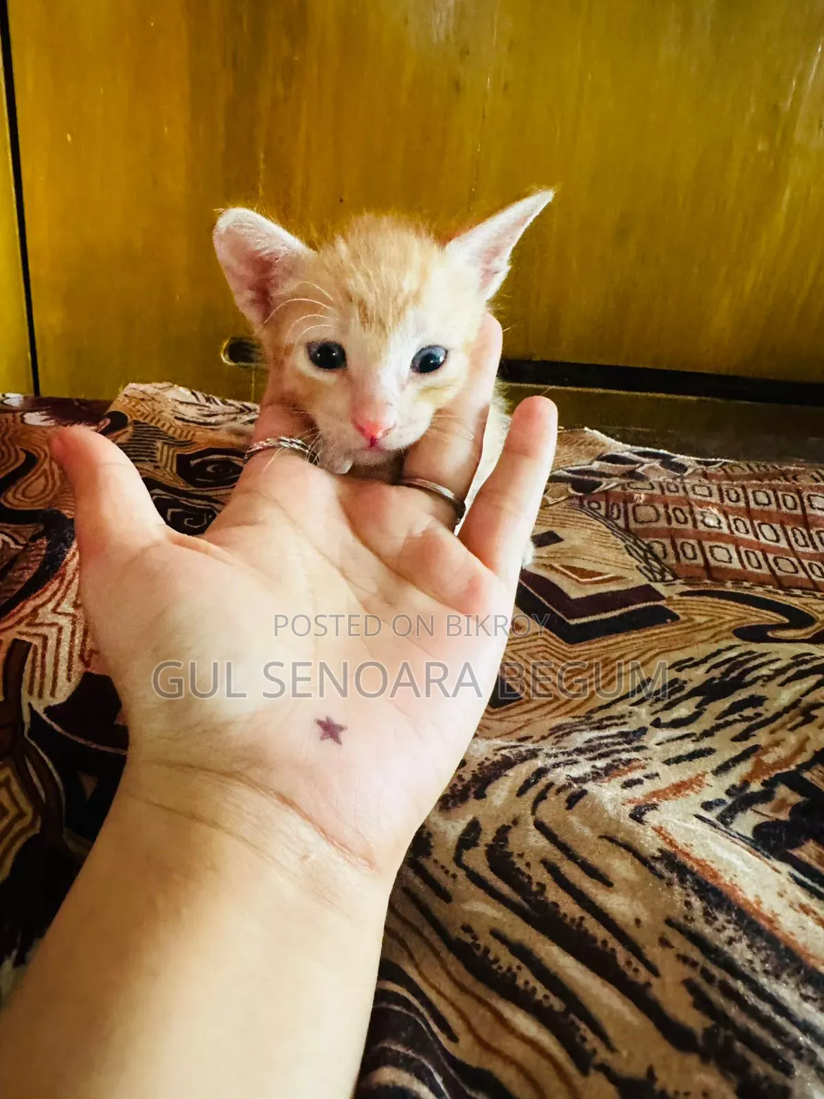 1-3 Months Male Purebred Bengal