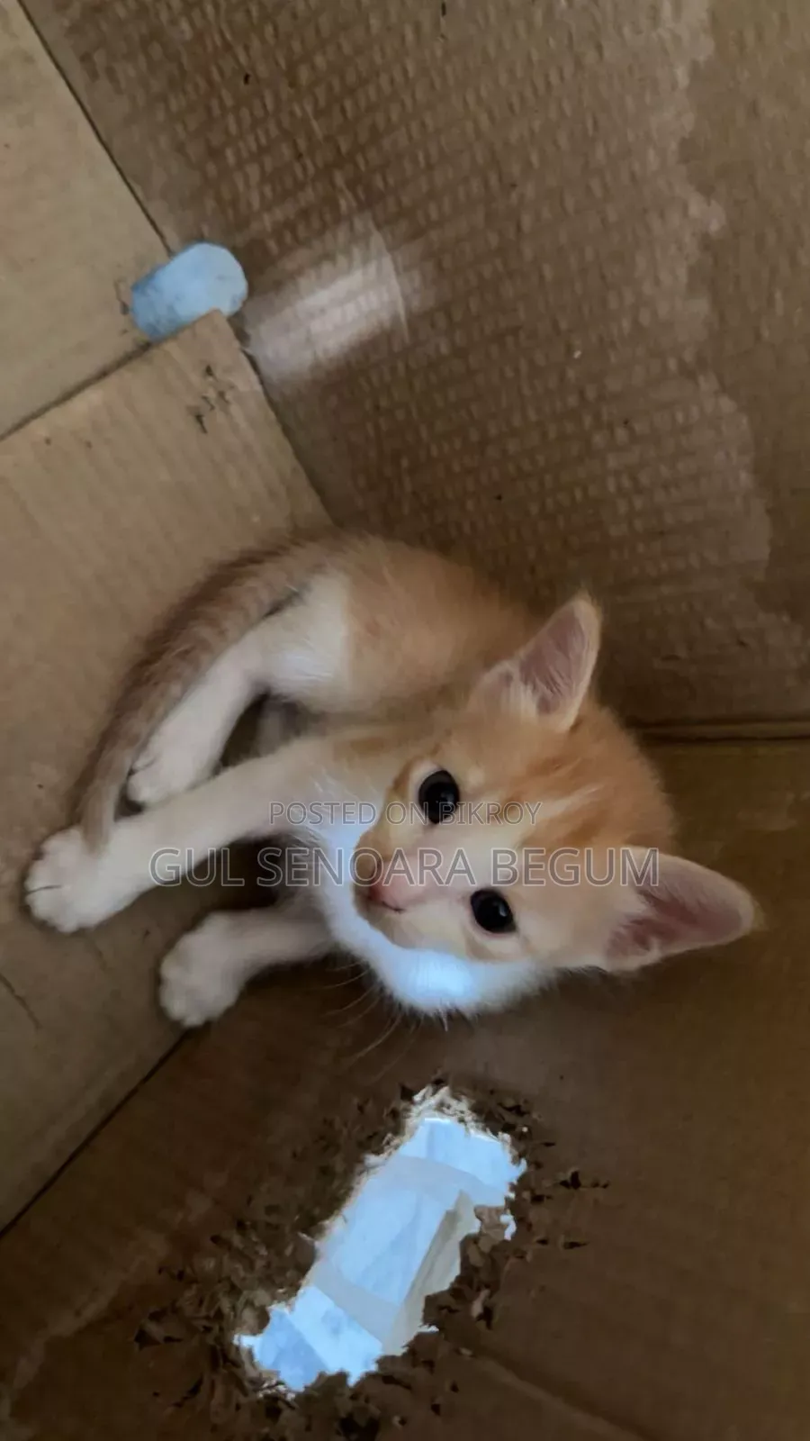 1-3 Months Male Purebred Bengal